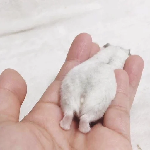🐹 Стикер «Hamsters» для Telegram