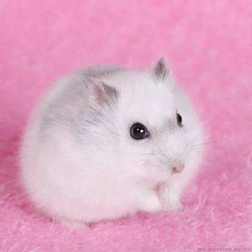 🐹 Стикер «Hamsters» для Telegram