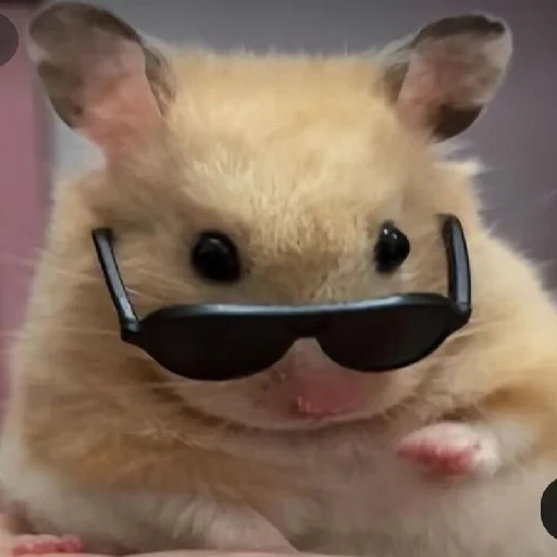 🐹 Стикер «Hamsters» для Telegram