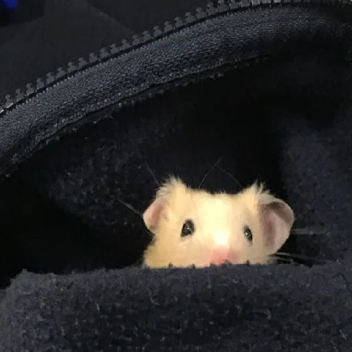🐹 Стикер «Hamsters» для Telegram
