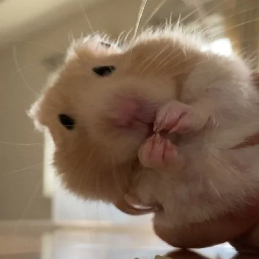 🐹 Стикер «Hamsters» для Telegram