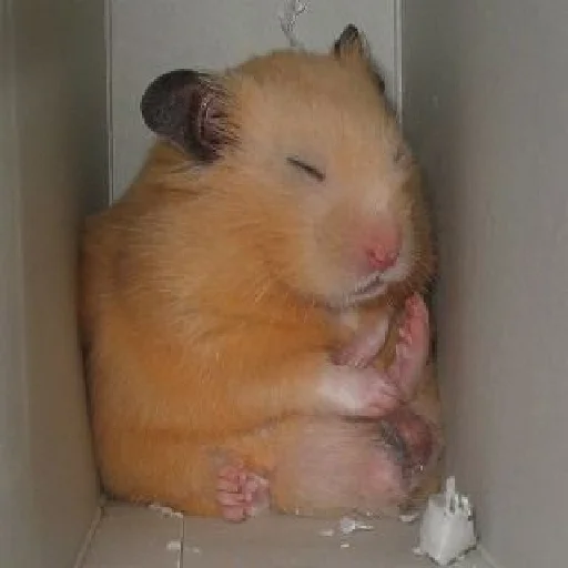 🐹 Стикер «Hamsters» для Telegram