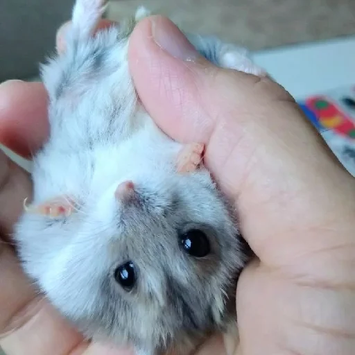 🐹 Стикер «Hamsters» для Telegram