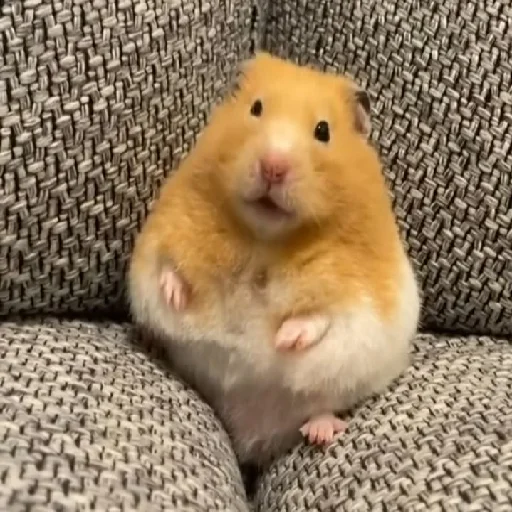🐹 Стикер «Hamsters» для Telegram