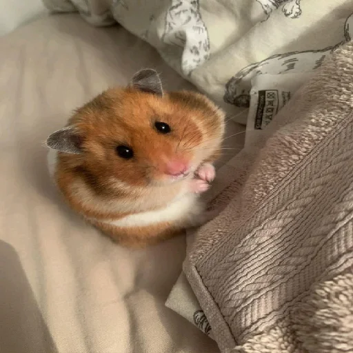 🐹 Стикер «Hamsters» для Telegram