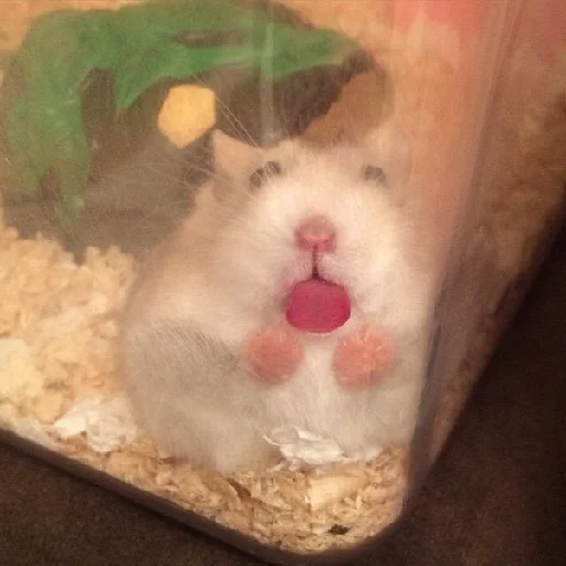 🐹 Стикер «Hamsters» для Telegram