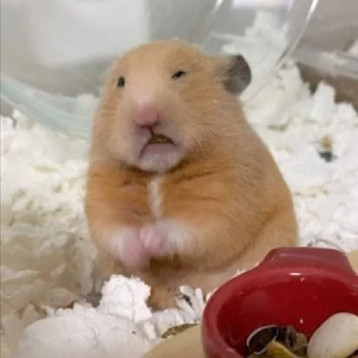 🐹 Стикер «Hamsters» для Telegram