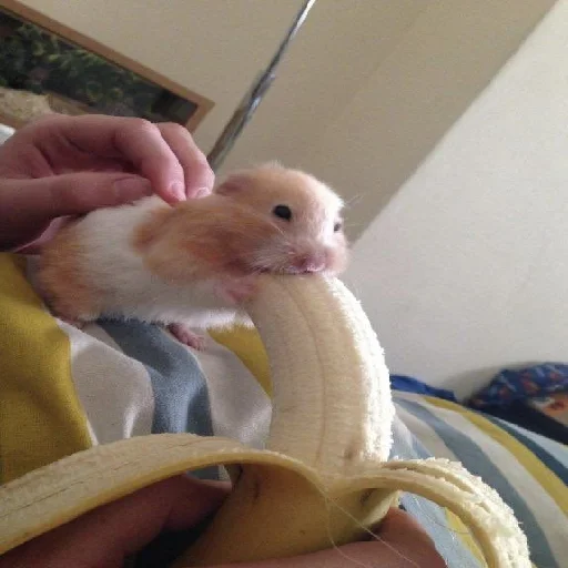 🐹 Стикер «Hamsters» для Telegram
