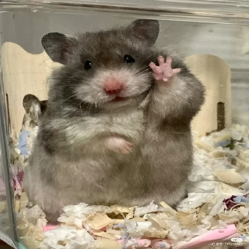 🐹 Стикер «Hamsters» для Telegram