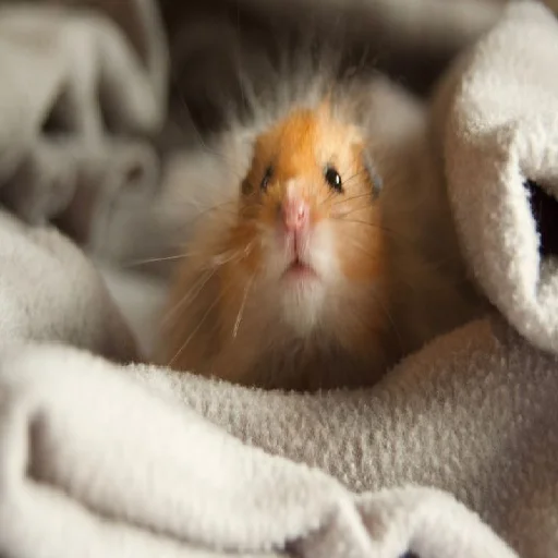 Стикерпак Hamsters для Telegram