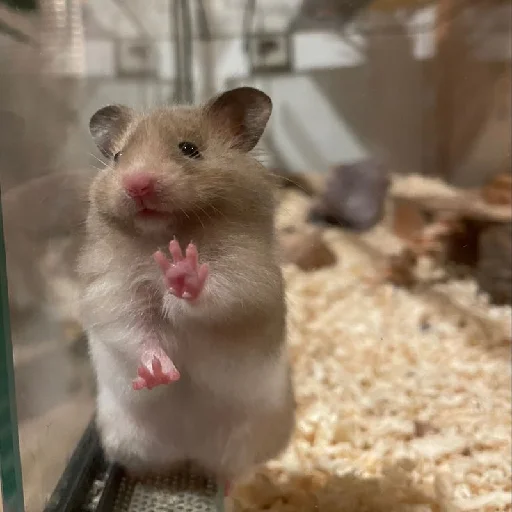 🐹 Стикер «Hamsters» для Telegram