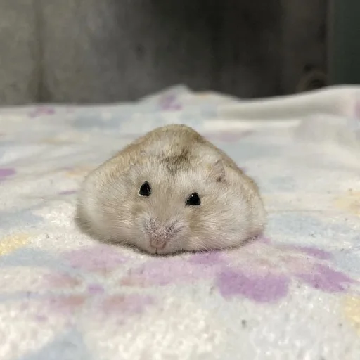 🐹 Стикер «Hamsters» для Telegram