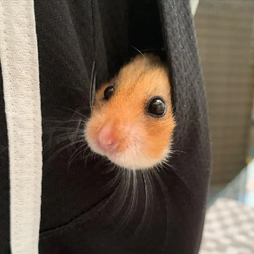 🐹 Стикер «Hamsters» для Telegram