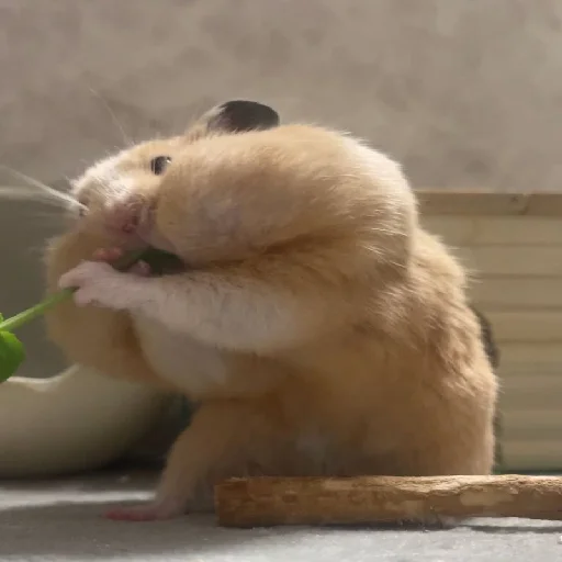 🐹 Стикер «Hamsters» для Telegram