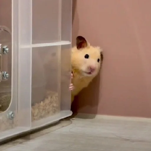 🐹 Стикер «Hamsters» для Telegram
