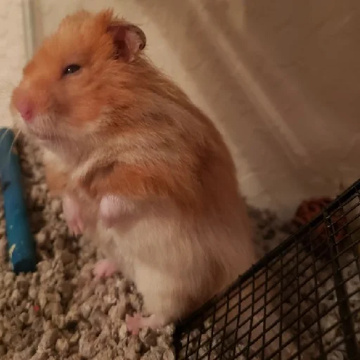 🐹 Стикер «Hamsters» для Telegram
