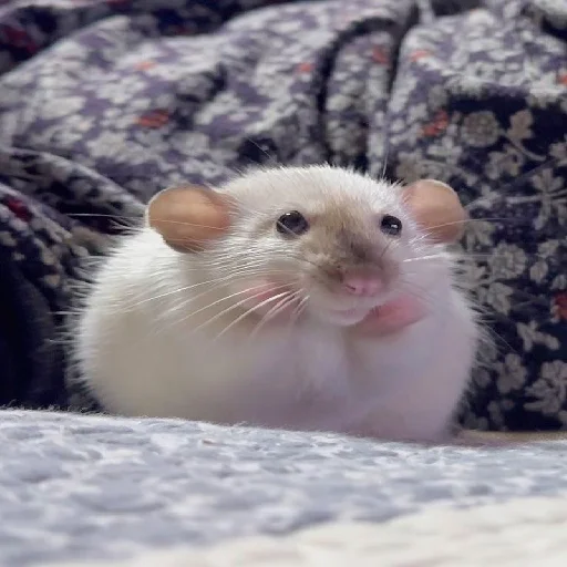🐹 Стикер «Hamsters» для Telegram