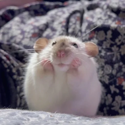 🐹 Стикер «Hamsters» для Telegram