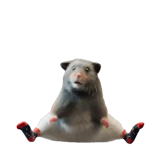 🤷 Стикер «Hamsters» для Telegram