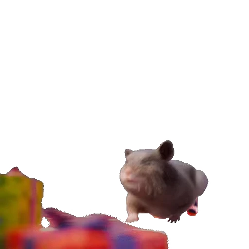 🏃 Стикер «Hamsters» для Telegram