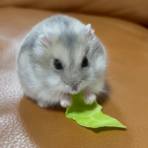 🥟 Стикер «Хомячки» для Telegram