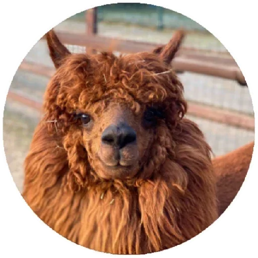 😏 Стикер «Happy Alpaca» для Telegram