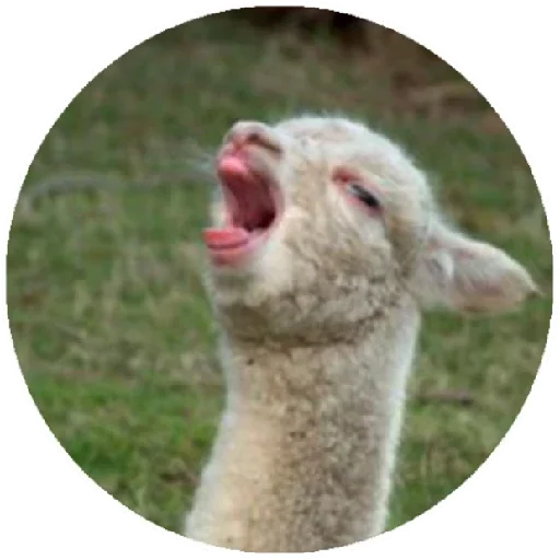 😱 Стикер «Happy Alpaca» для Telegram