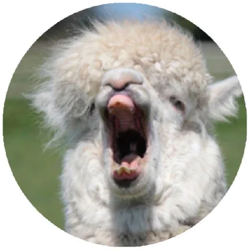 😱 Стикер «Happy Alpaca» для Telegram