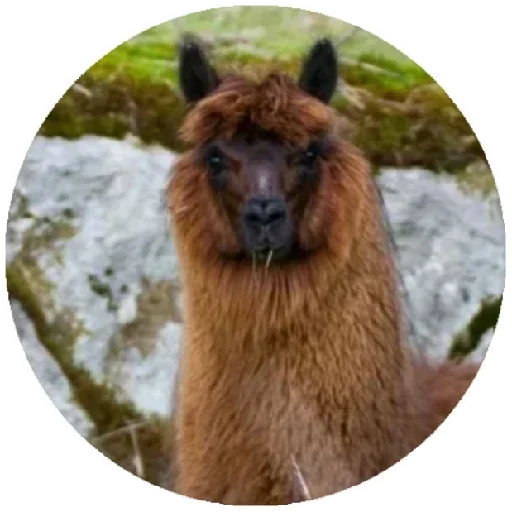 😠 Стикер «Happy Alpaca» для Telegram