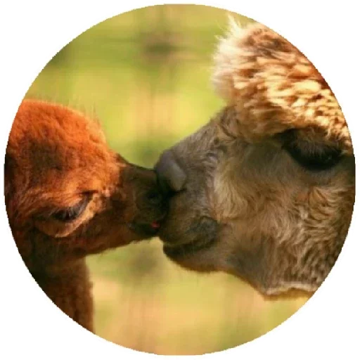 ❤️ Стикер «Happy Alpaca» для Telegram