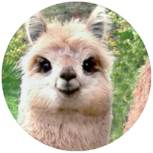 🙂 Стикер «Happy Alpaca» для Telegram