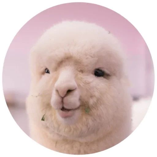 🙂 Стикер «Happy Alpaca» для Telegram