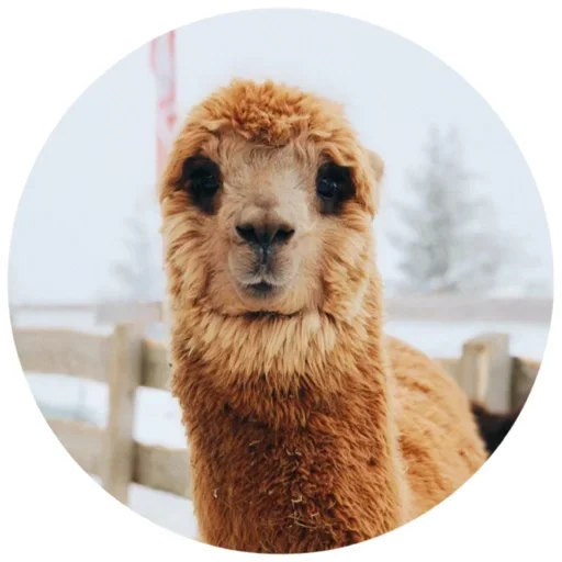 🥺 Стикер «Happy Alpaca» для Telegram