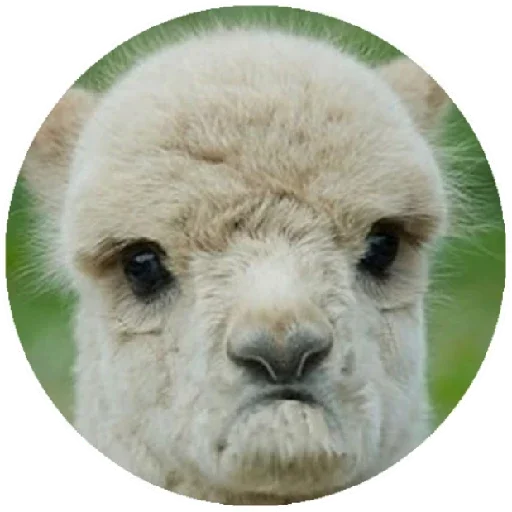 ☹️ Стикер «Happy Alpaca» для Telegram