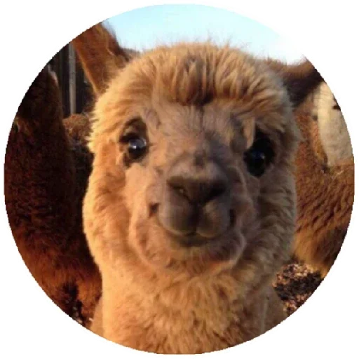 🙂 Стикер «Happy Alpaca» для Telegram