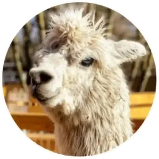 😠 Стикер «Happy Alpaca» для Telegram