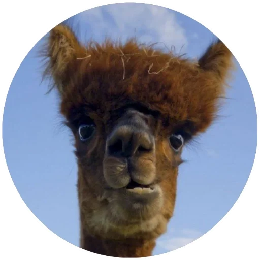 😬 Стикер «Happy Alpaca» для Telegram