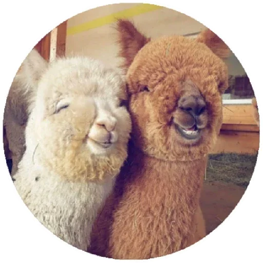 😊 Стикер «Happy Alpaca» для Telegram