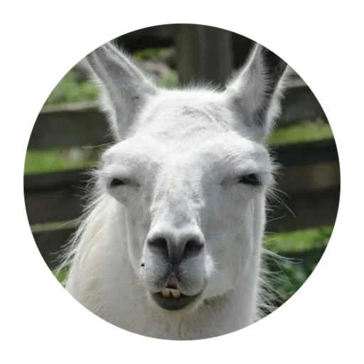 😑 Стикер «Happy Alpaca» для Telegram