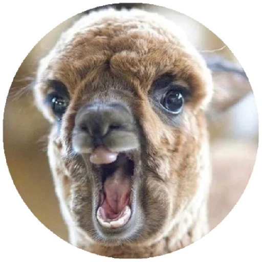 😃 Стикер «Happy Alpaca» для Telegram