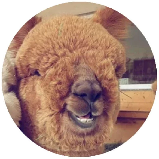 😃 Стикер «Happy Alpaca» для Telegram