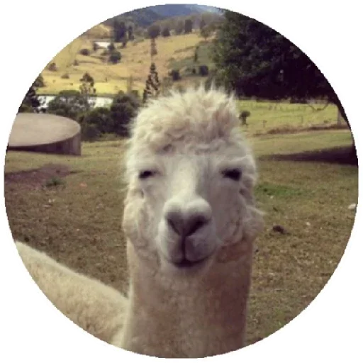 😑 Стикер «Happy Alpaca» для Telegram