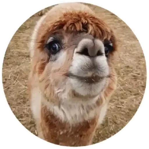 🙃 Стикер «Happy Alpaca» для Telegram