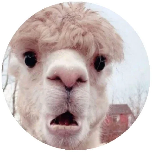 😮 Стикер «Happy Alpaca» для Telegram