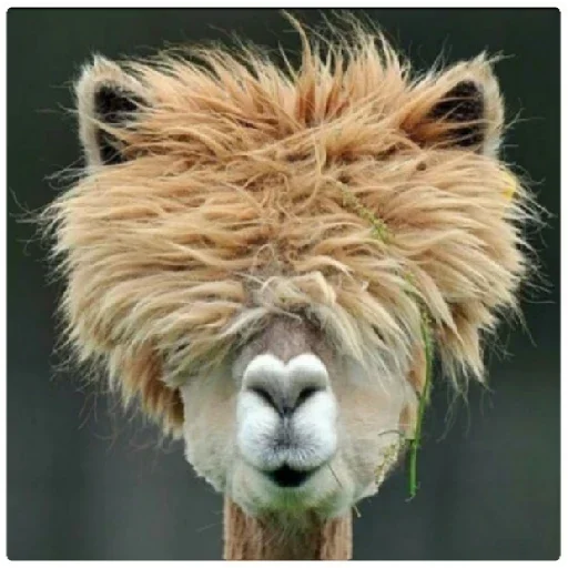 Стикерпак Happy Alpaca для Telegram