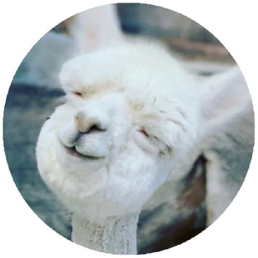 😊 Стикер «Happy Alpaca» для Telegram