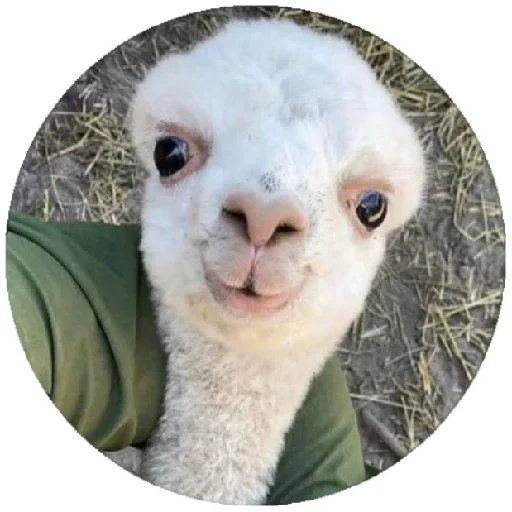 🙂 Стикер «Happy Alpaca» для Telegram
