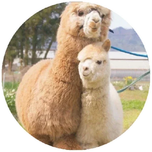 😊 Стикер «Happy Alpaca» для Telegram