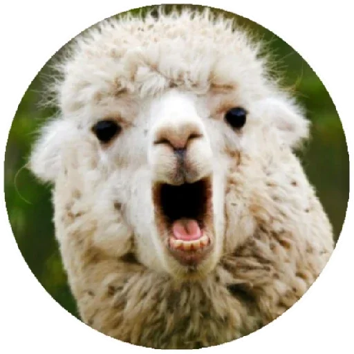 😱 Стикер «Happy Alpaca» для Telegram