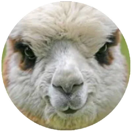 😠 Стикер «Happy Alpaca» для Telegram